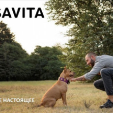 Новинка - сухие корма Savita!