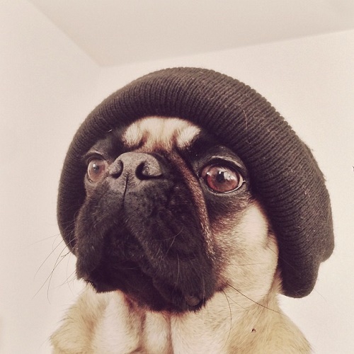 pug3