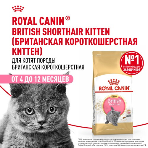 Royal Canin British Shorthair Kitten сухой корм для котят породы британская короткошерстная