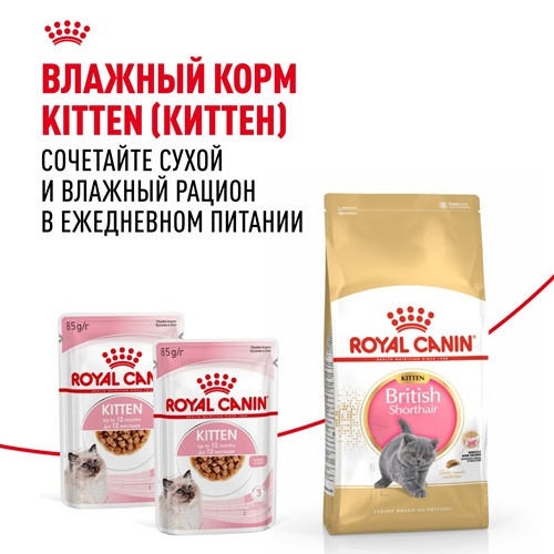 Royal Canin British Shorthair Kitten сухой корм для котят породы британская короткошерстная