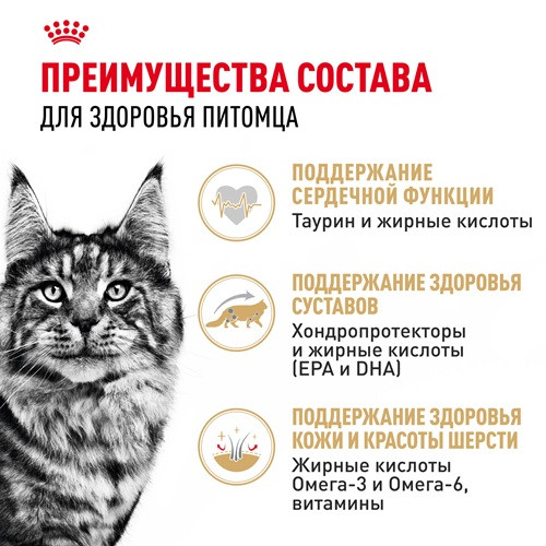 Royal Canin Maine Coon влажный корм для кошек в соусе